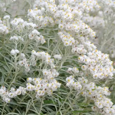 Анафалис ЖЕМЧУЖНЫЙ в Сморгони