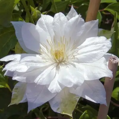 Клематис ДАЧЕСС ОФ ЭДИНБУРГ в Сморгони