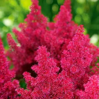 Астильба КОБЛЕНЦ японская в Сморгони