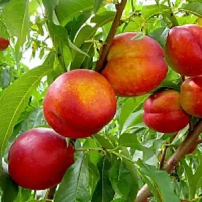 Нектарин ХАРБЛЕЙЗ в Сморгони