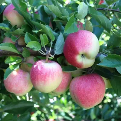 Яблоня ГРУШОВКА МОСКОВСКАЯ в Сморгони