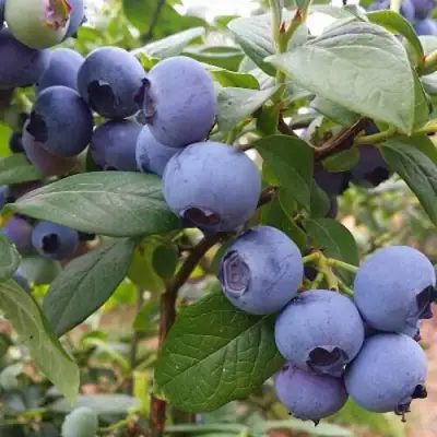 Голубика БЛЮГОЛД в Сморгони