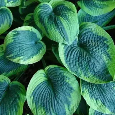 Хоста ТОКУДАМА ФЛАВОЦИРЦИНАЛИС гибридная в Сморгони