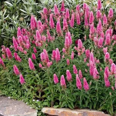 Вероника РОЗЕА колосковая в Сморгони