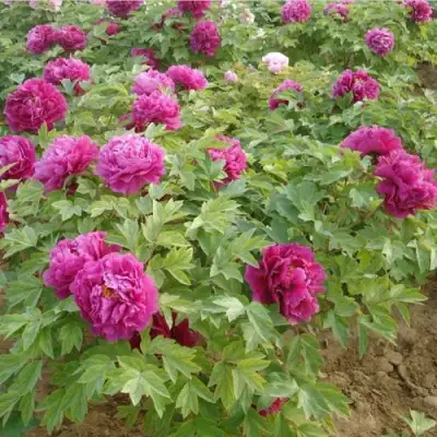 Пион КИТАЙСКИЙ ШЕЛК травянистый в Сморгони