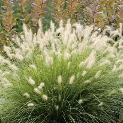 Пеннисетум ХАМЕЛН в Сморгони