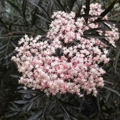 Бузина черная БЛЭК ЛЕЙС ЕВА в Сморгони