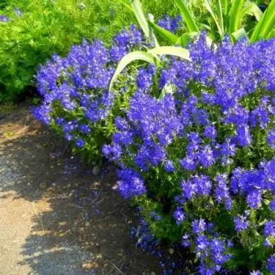 Вероника РОЯЛ БЛЮ большая в Сморгони