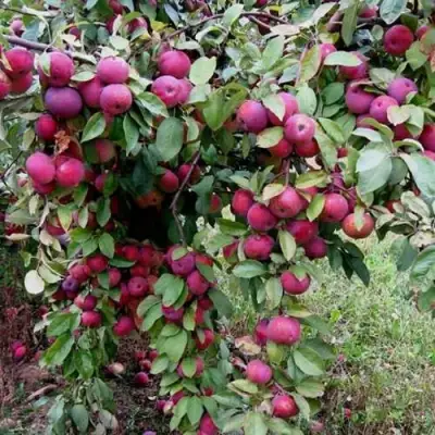 Яблоня ФЛОРИНА в Сморгони
