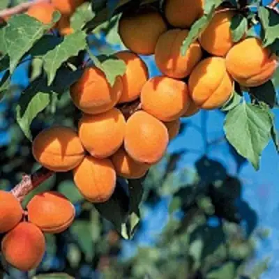 Абрикос ХАРКОТ в Сморгони