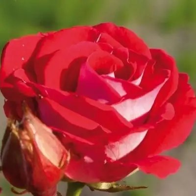 саженцы розы ШОНЕ КОБЛЕНЦЕРИН