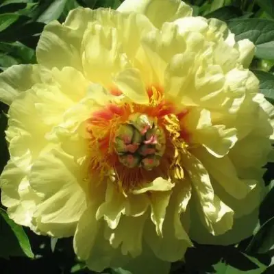 Пион ЗОЛОТАЯ КОРОНА древовидный в Сморгони