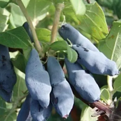 Жимолость съедобная НИМФА (ГАММА) в Сморгони