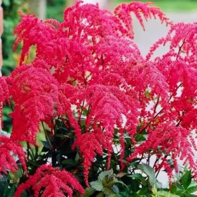 Астильба РЕД ЧАРМ Арендса в Сморгони