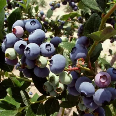 Голубика ЭЛИЗАБЕТ в Сморгони