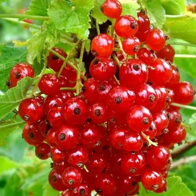 Смородина красная НЕНАГЛЯДНАЯ в Сморгони