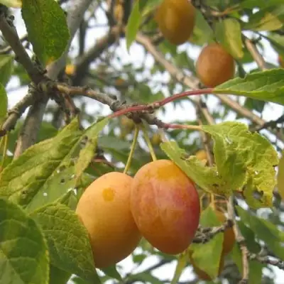 Слива НАТАША в Сморгони