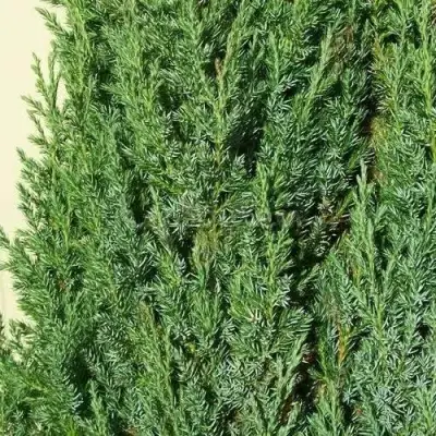 Можжевельник ХИБЕРНИКА обыкновенный  в Сморгони