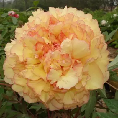 Пион ЗОЛОТАЯ РОССЫПЬ древовидный в Сморгони