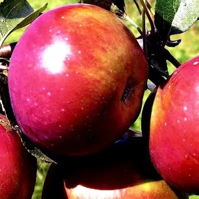 Яблоня ВЕСЯЛИНА в Сморгони