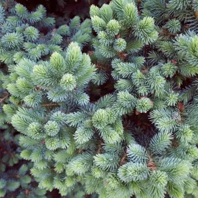 Ель ЭХИНИФОРМИС сизая в Сморгони