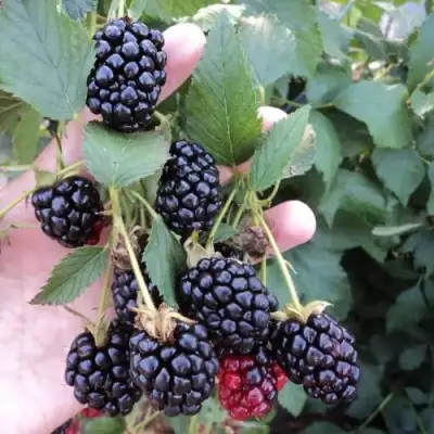 Ежевика ОУАЧИТА бесшипная  в Сморгони