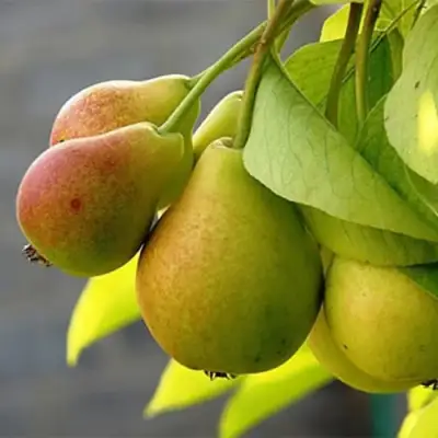 Груша СЕВЕРЯНКА в Сморгони