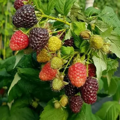 Малина БЛЭК ПОЛЬКА (ХЕБАН) в Сморгони