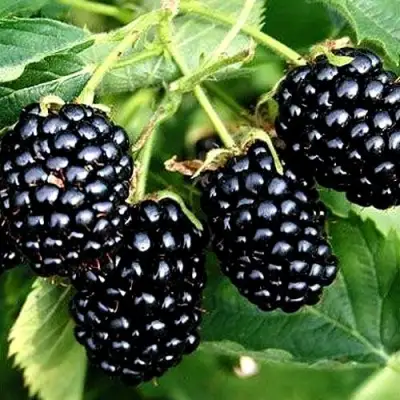 Ежевика ПРАЙМ АРК ТРЕВЕЛЕР ремонтантная  в Сморгони