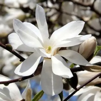 Магнолия ЛЕБНЕРА МЕРРИЛЛ в Сморгони