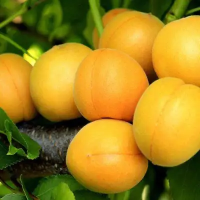 Абрикос ЦАРСКИЙ в Сморгони