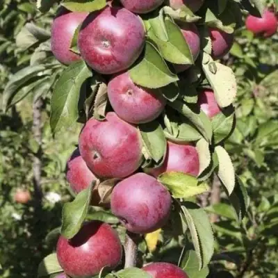 Яблоня ЕСЕНИЯ колонновидная в Сморгони