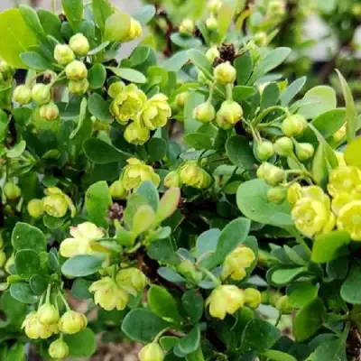 Барбарис КОБОЛЬД тунберга в Сморгони