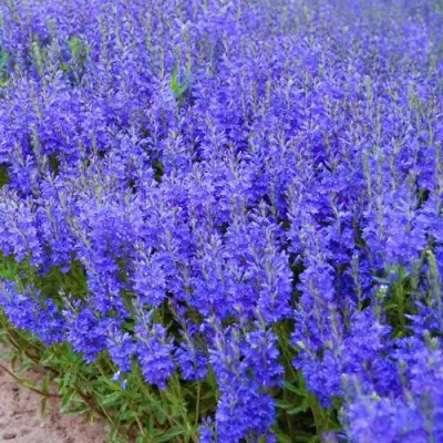 Вероника австрийская в Сморгони