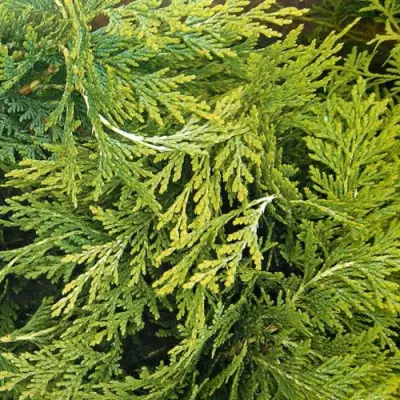 Кипарисовик САНКИСТ лавсона в Сморгони