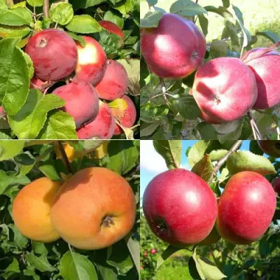 Комплект ЯБЛОНЕВЫЙ КВАРТЕТ в Сморгони