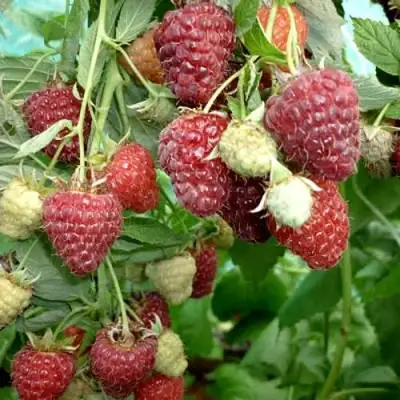 Малина ЖАР-ПТИЦА в Сморгони