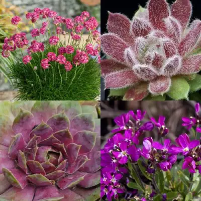 Комплект МИНИ САД в Сморгони