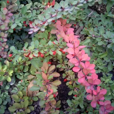 Барбарис ГРИН КАРПЕТ тунберга в Сморгони