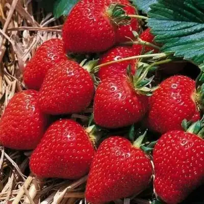 Клубника КИМБЕРЛИ в Сморгони