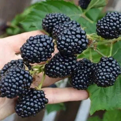 Ежевика ДЖАМБО бесшипная  в Сморгони