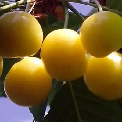 Черешня ЧЕРМАШНАЯ в Сморгони