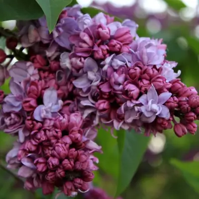 Сирень П.П.КОНЧАЛОВСКИЙ в Сморгони