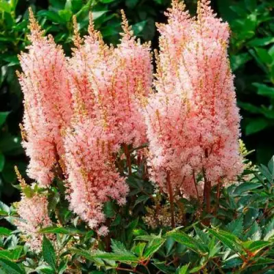 Астильба ЛУК ЭТ МИ японская в Сморгони