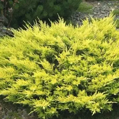 Можжевельник ЛАЙМ ГЛОУ горизонтальный  в Сморгони