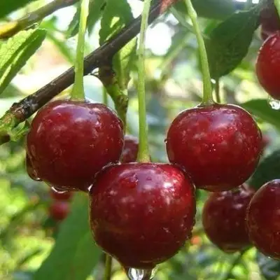 Вишня ВОЛОЧАЕВКА в Сморгони