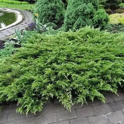 Можжевельник РОКЕРИ ДЖЕМ казацкий  в Сморгони