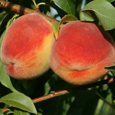 Персик МАРИЯ в Сморгони