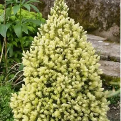 Ель МАЙГОЛД колючая в Сморгони