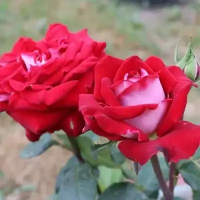 Роза АЛЬЯНС чайно-гибридная в Сморгони